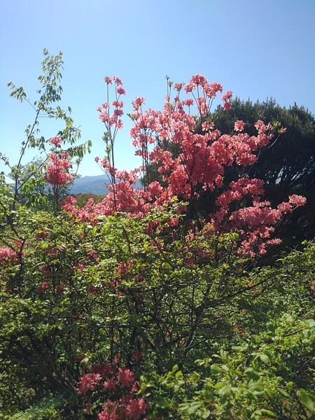 那須野が原公園の丘のツツジの花