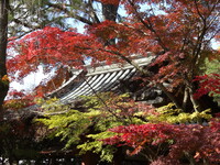 本土寺の紅葉　其の五