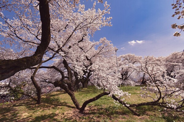 【桜花】地を這う桜木