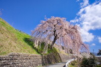岩太朗桜満開