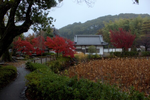 京都黄檗の朝