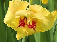 黄色い花のUP