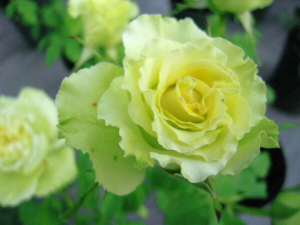 緑のバラ