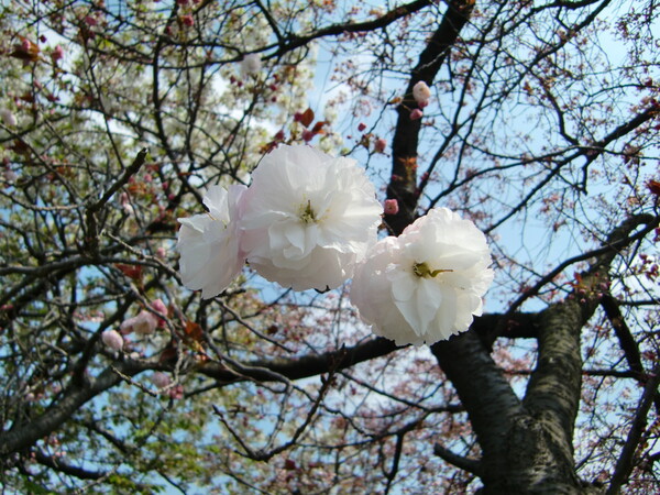 白い八重の桜
