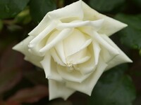 白いバラその2