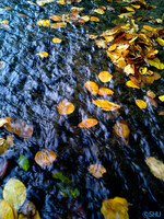 秋の流れ2