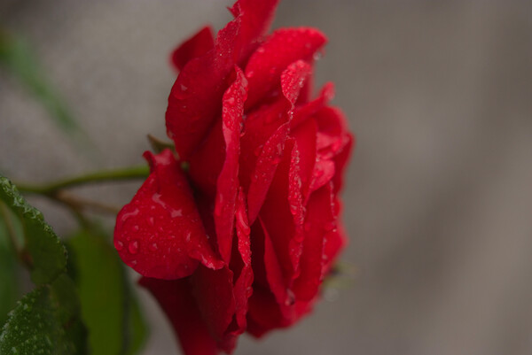 雨に濡れる赤いバラ