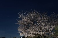 「春」夜桜