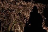 夜桜　瞑想