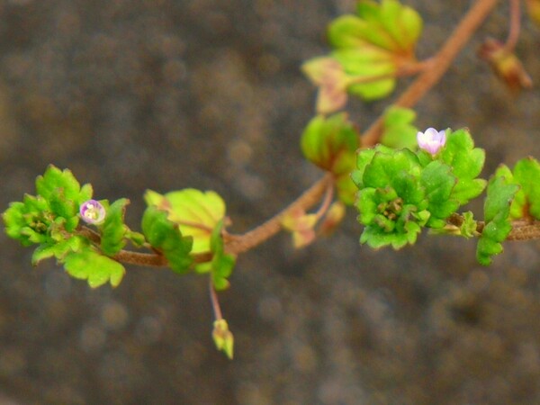 【おだやかに…春】見つけました小さな花