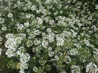 道沿いの白い花