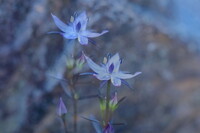 ムラサキセンブリ　2枚合成