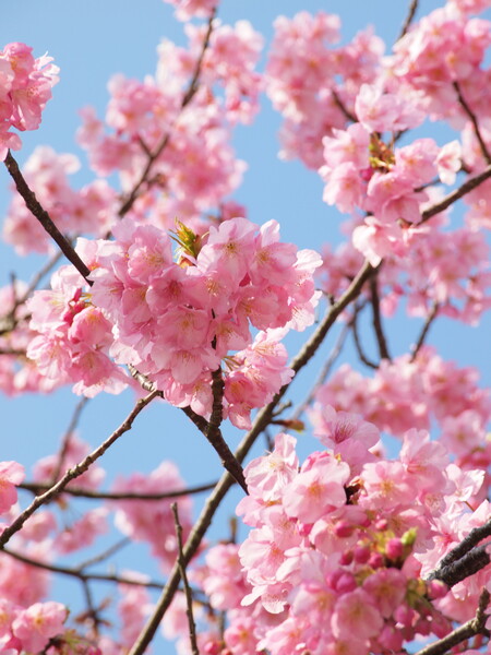 先日の河津桜