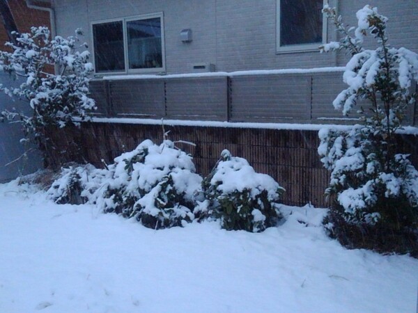 雪で白くなった庭