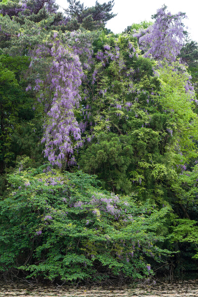 紫の大滝