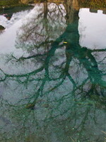エメラルドグリーンの枯れ木