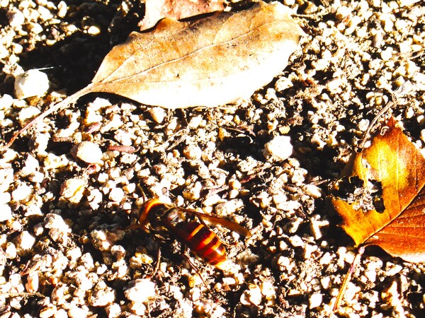 地面を探す蜂