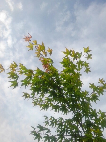 モミジと鱗雲