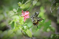 ホバリング吸蜜