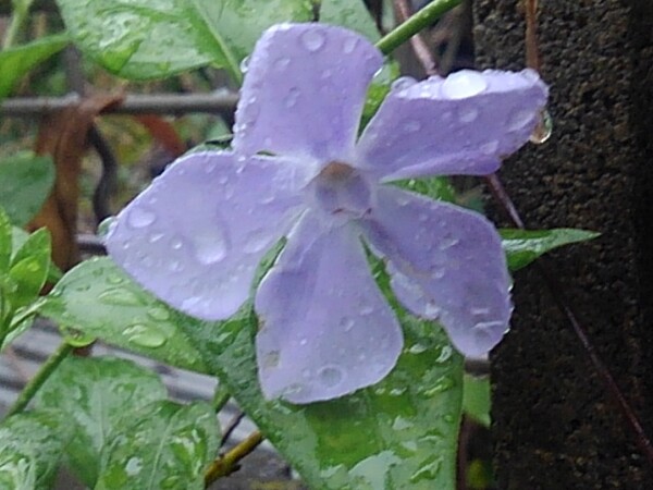 ツルニチニチソウについた雨の雫