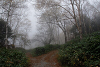 霧の散策路
