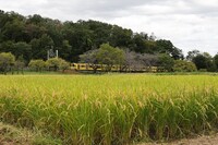 黄色の待ち合わせ