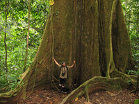 コスタリカ最大の木?