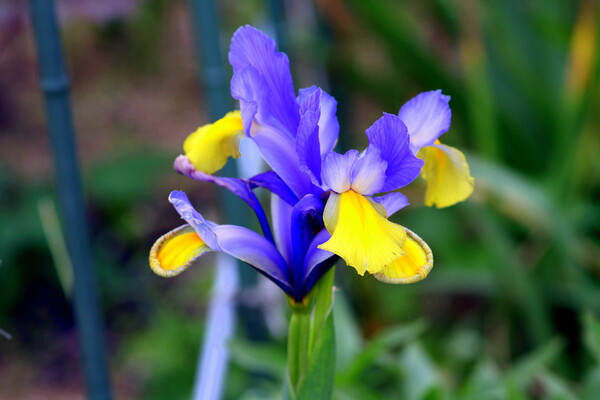 【Purple】アヤメ系の花