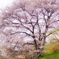 【スクエア】いいちこ桜