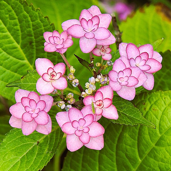 今朝撮った花アジサイ