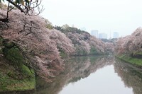 小雨模様 千鳥ヶ淵の桜