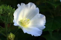 白い花　「芙蓉」