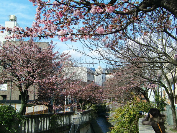 糸川沿いの‘あたみ桜’