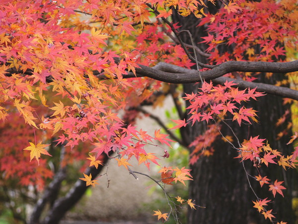 智光山公園秋の彩り