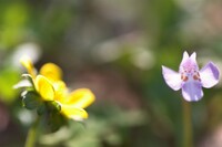 金龍花と紫鷺苔