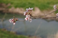 小川と桜