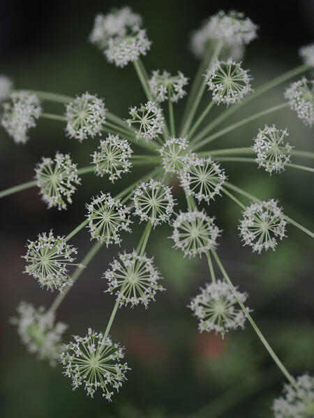 密やかな花火