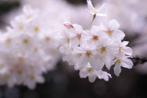 福岡も６分咲きってトコです。