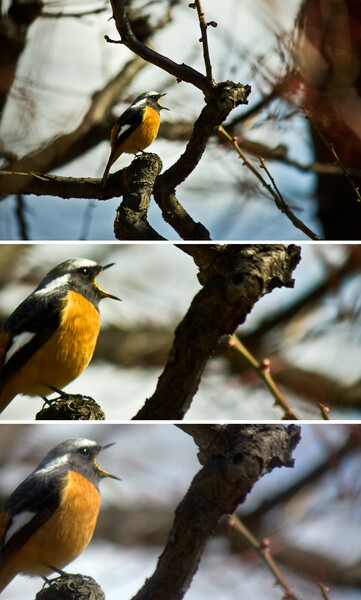 現像比較(エレメンツ&picasa)囀るジョウビタキ♂