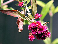小さな花センコウハナビ