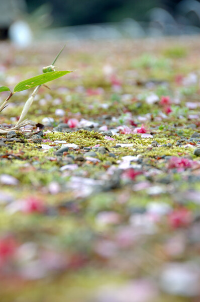 桜と苔の絨毯