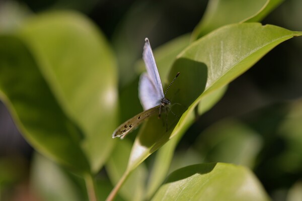 秋の虫（その４）ヤマトシジミ