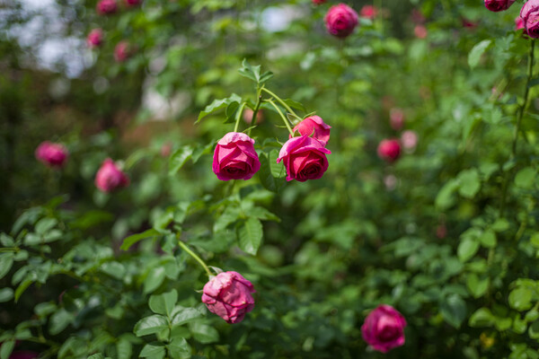 秋薔薇、少しづつ