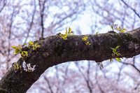 見納め桜２