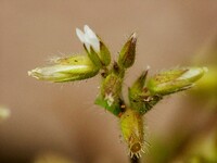 野草も寒いのだ