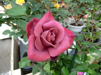 薔薇園のバラ４