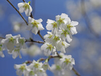 リョクガクザクラ(緑萼桜)
