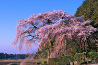 【おだやかに・・・春】 朝焼けの一本桜