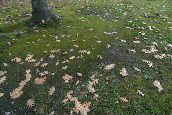カシワの葉散る