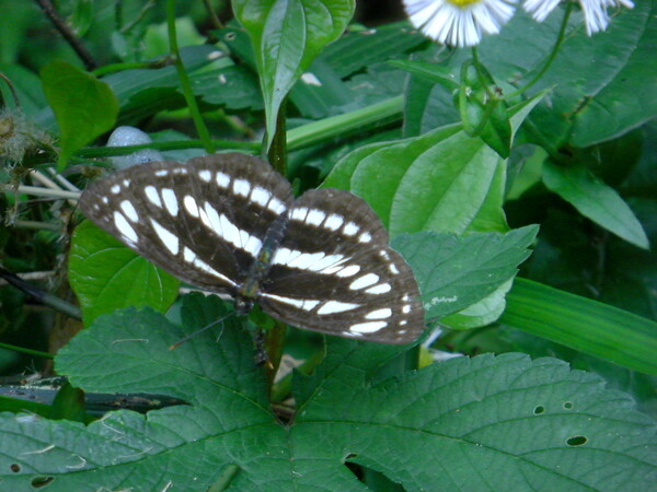 タテハチョウ科の蝶